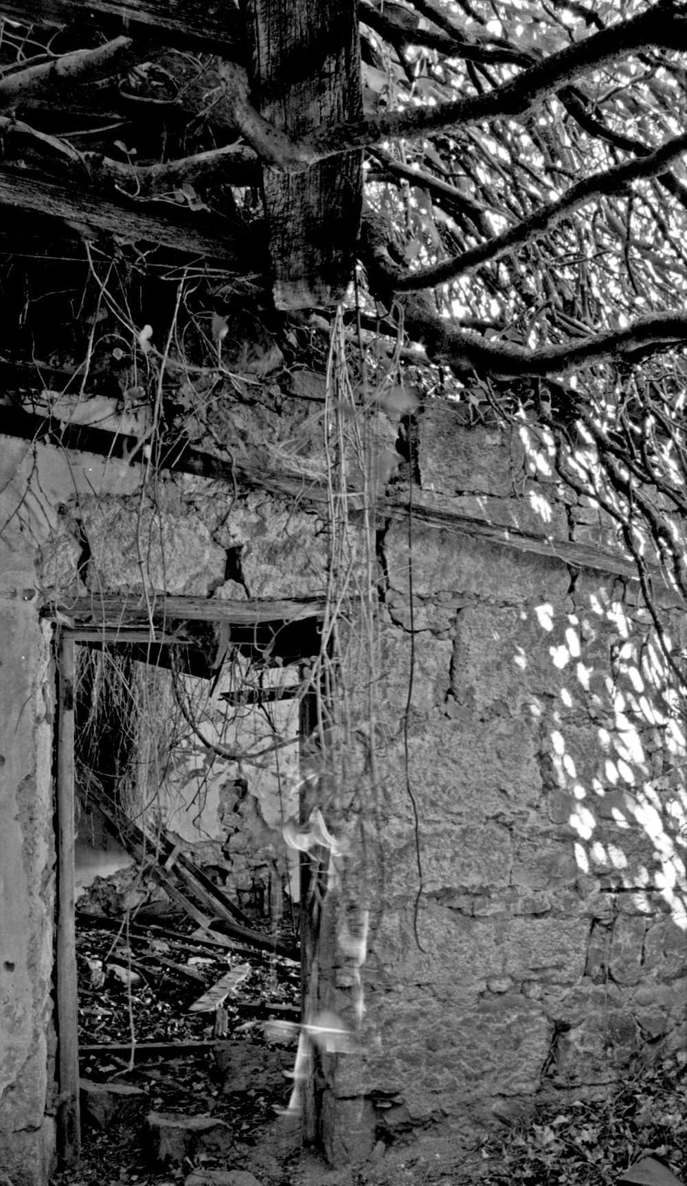 Tree limbs woven through the doorway of a ruined stone building, in black and white.