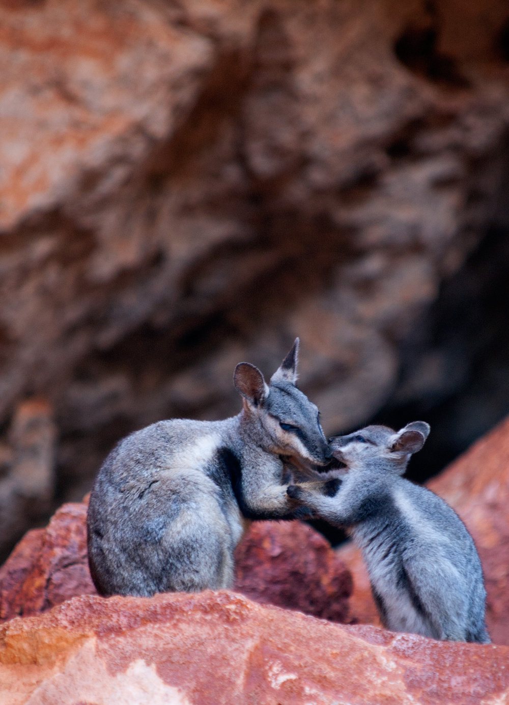 Two rock wallabies nose to nose on red rock.